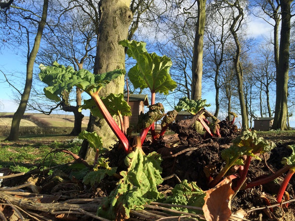 Rhubarb growing in Yorkshire.